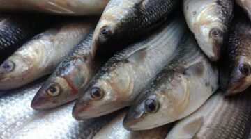 أسعار السمك اليوم الخميس 16 – 5 – 2024 في السوق المصري