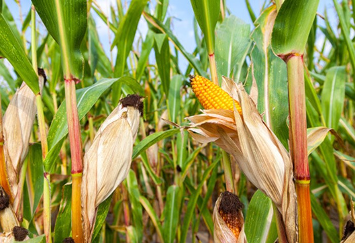 دودة الحشد على الذرة تؤرق الفلاحين، و«الزراعة» تصدر توصيات
