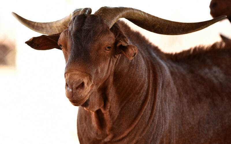 زراعة عسير تنظم مهرجان “الماعز الدهم” بمركز مربة
