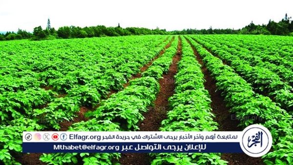 منتج مصر الزراعي يحظى بطلب عالمي