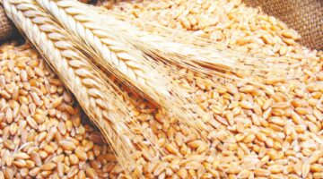 وزير التموين : وصول نسب توريد القمح في مواقع الاستلام إلى 2 مليون و 400 ألف طن